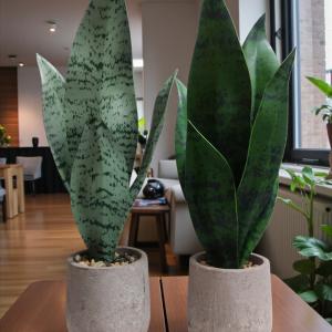 Artificial Snake Plant – Stylish, Evergreen Home & Office Décor